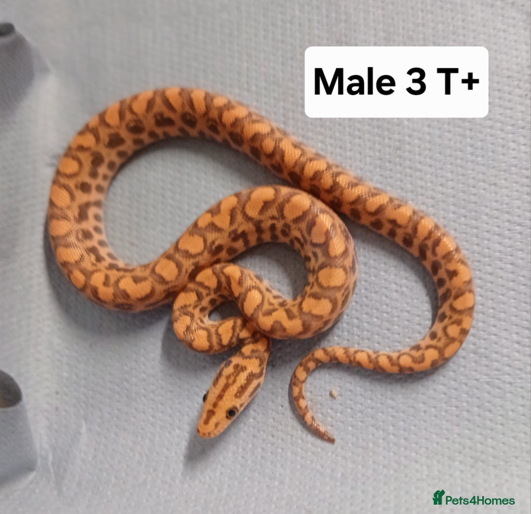 Boa Snake reptiles for sale: Brazilian Rainbow Boa's T-Albino - Advert 9