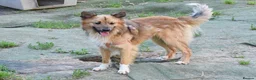 Mixed Breed dogs for adoption: Balto in Tonypandy - Advert 4