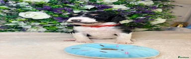 Bernedoodle 7