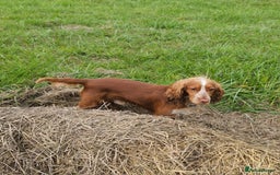 Cocker Spaniel dogs for sale: Amazing 1 year old cocker spaniel boy  - Image 3