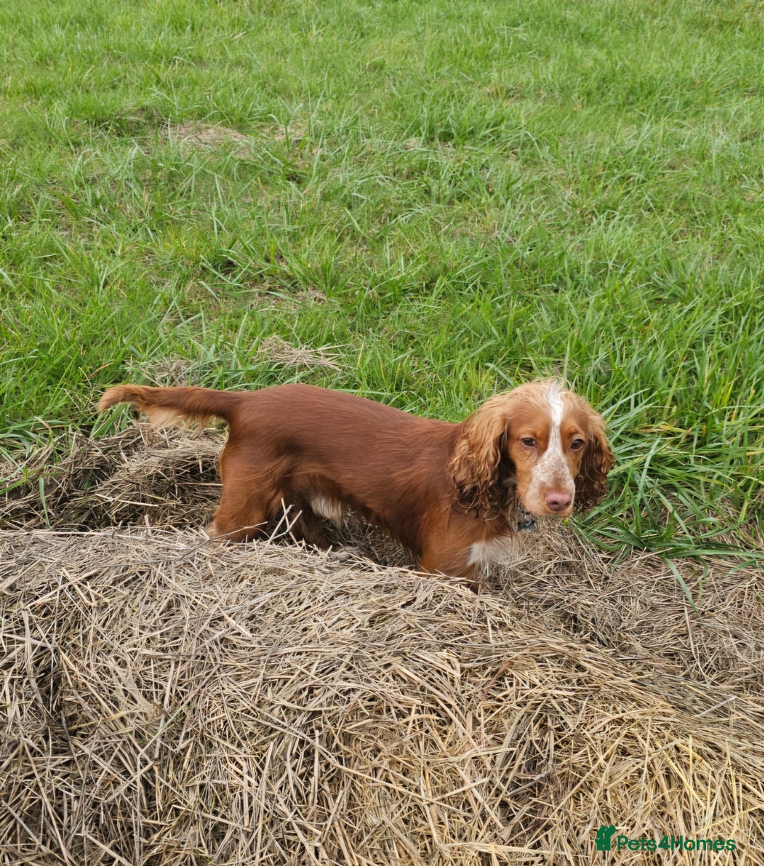 Cocker Spaniel dogs for sale: Amazing 1 year old cocker spaniel boy  - Image 3