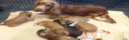 Cocker Spaniel dogs for sale: BEAUTIFUL KC REG SHOW TYPE COCKER SPANIEL PUPPIES - Advert 14