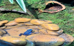 Frog reptiles for sale: Blue Frogs For Sale - Image 4