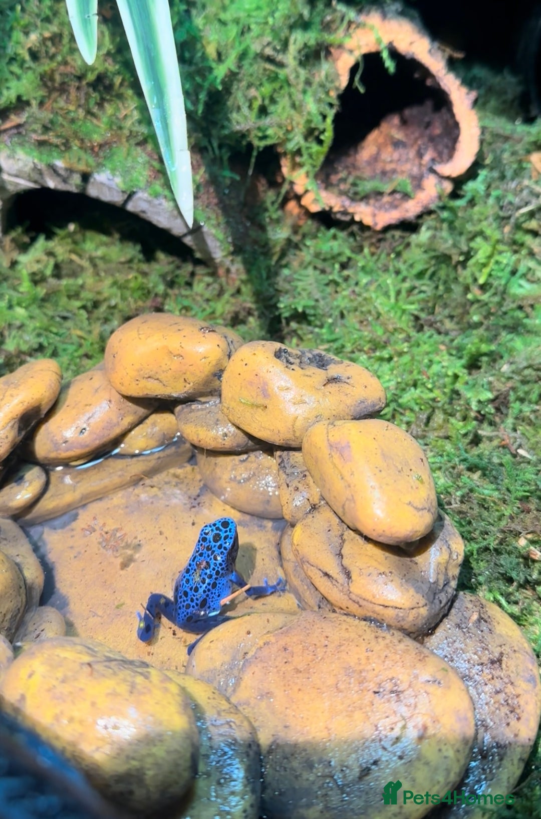 Frog reptiles for sale: Blue Frogs For Sale - Image 4