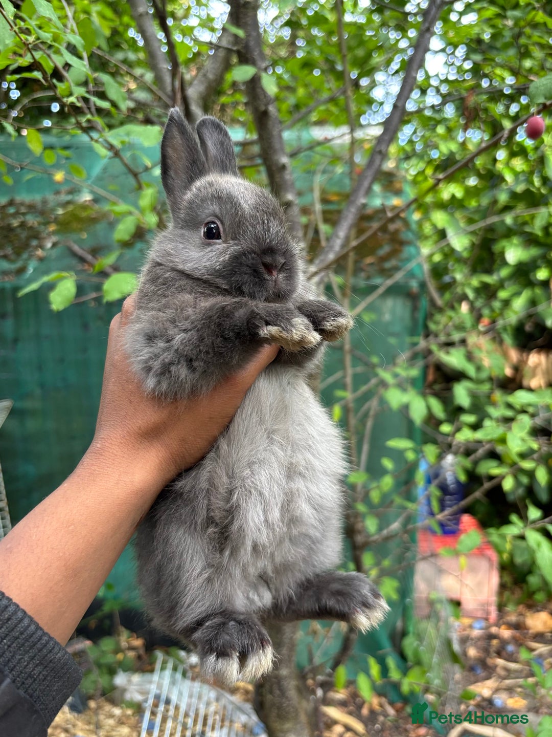Netherland Dwarf rabbits for sale: Pure bred netherland dwarf ready to reserve  - Image 13