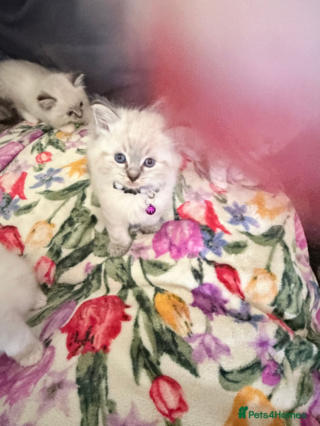 Ragdoll cats for sale: Special Ragdoll babies  - Advert 31