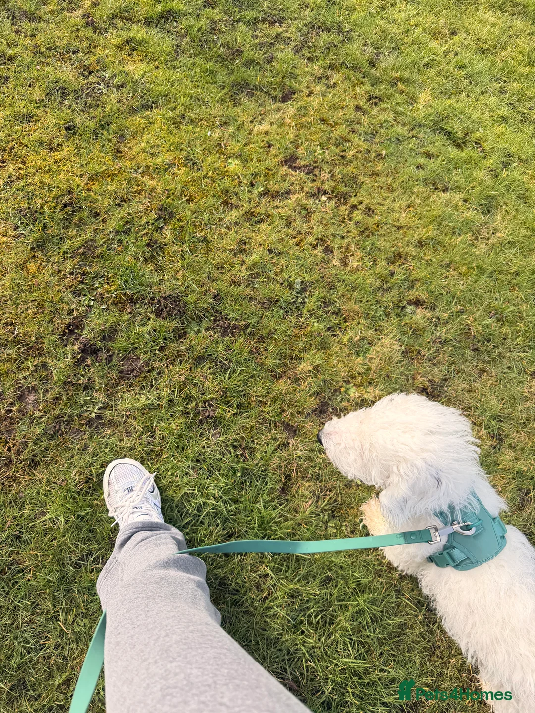 Cockapoo dogs for sale: Cockapoo f2  - Advert 5