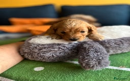 Cockapoo dogs for sale: Gorgeous F1b cockapoo puppies for sale - Image 6