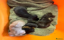 Guinea Pig rodents for sale: Baby guinea pigs - Image 8
