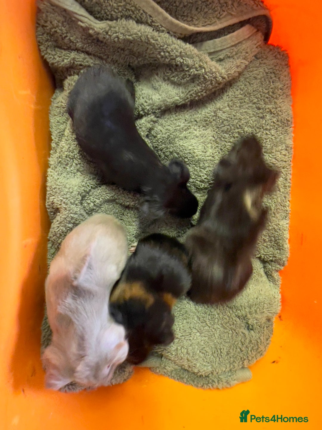 Guinea Pig rodents for sale: Baby guinea pigs - Image 8