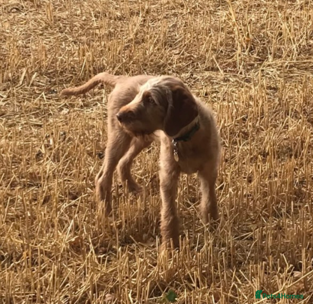 Hungarian Vizsla dogs for sale: Little Wirehaired Wonders Ready for Loving Homes! in Preston - Image 2