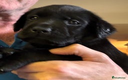 Labrador Retriever dogs for sale: Gorgeous Labrador Puppies - only 5 remaining!! - Image 16