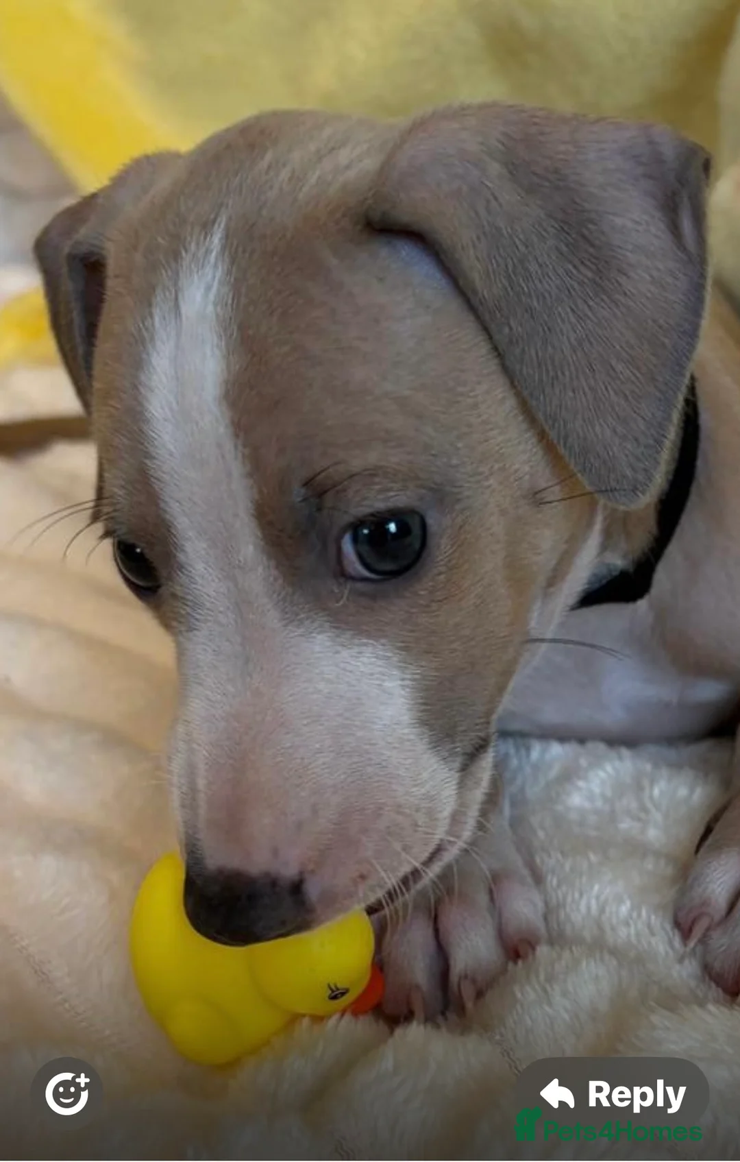 Mixed Breed dogs for sale: Gorgeous 3/4 ITALIAN GREYHOUND pups - Advert 11