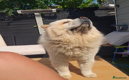 Chow Chow dogs for sale: Bear the chow chow - Image 11