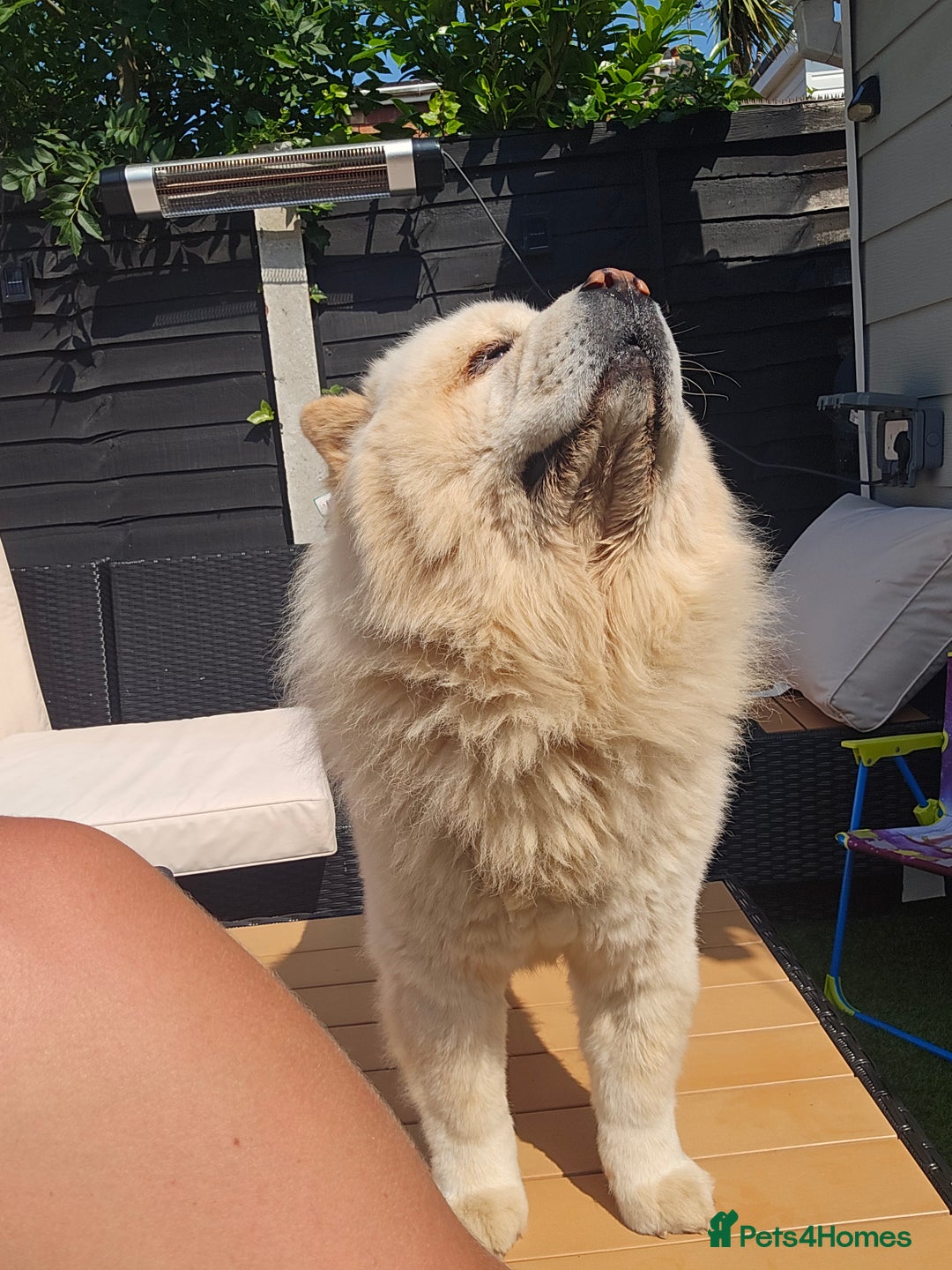 Chow Chow dogs for sale: Bear the chow chow - Image 11