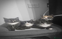 Mixed Breed cats for sale: Adorable 4 Kittens for Sale! - Image 8
