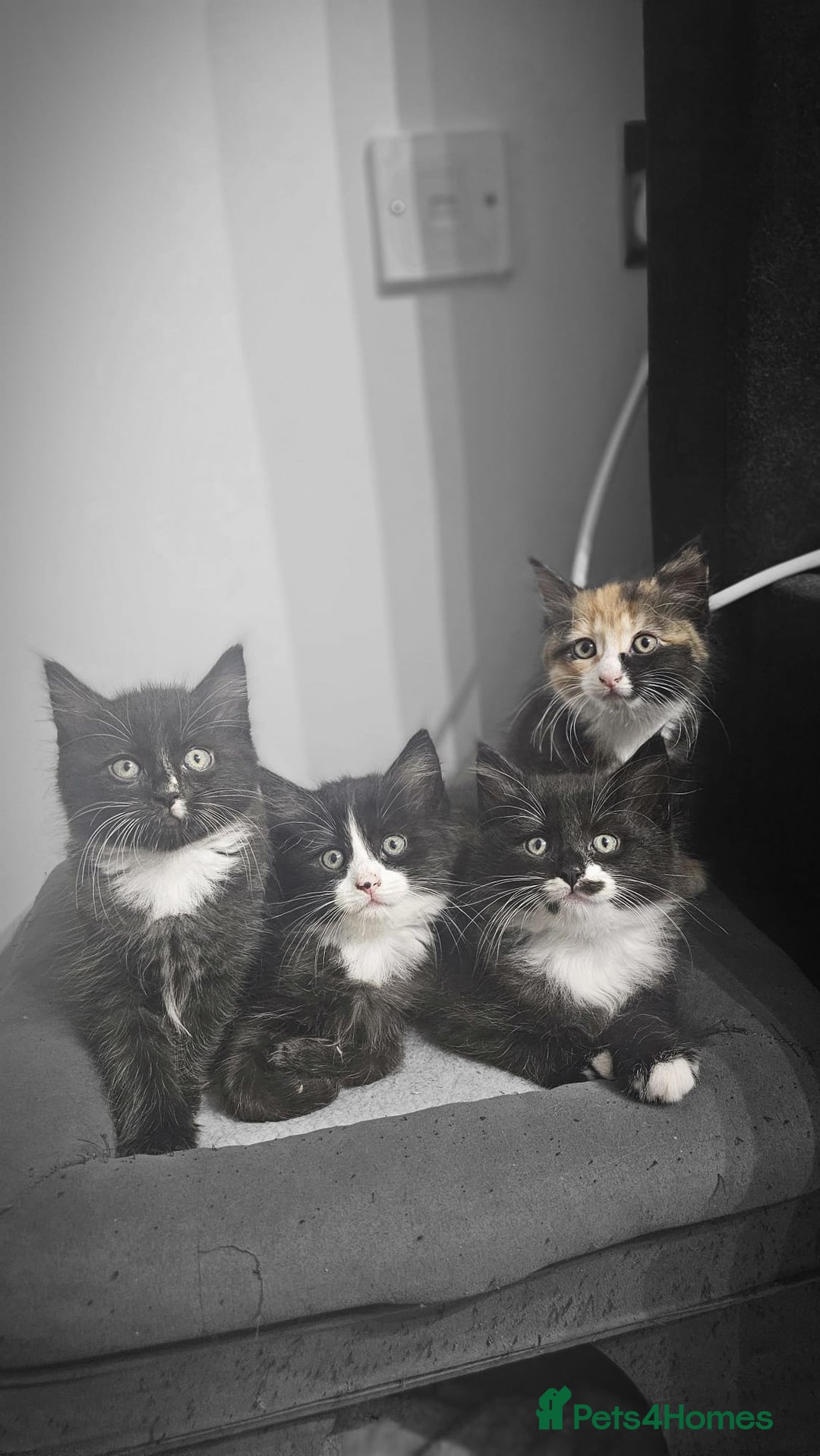 Mixed Breed cats for sale: Adorable 4 Kittens for Sale! - Image 8