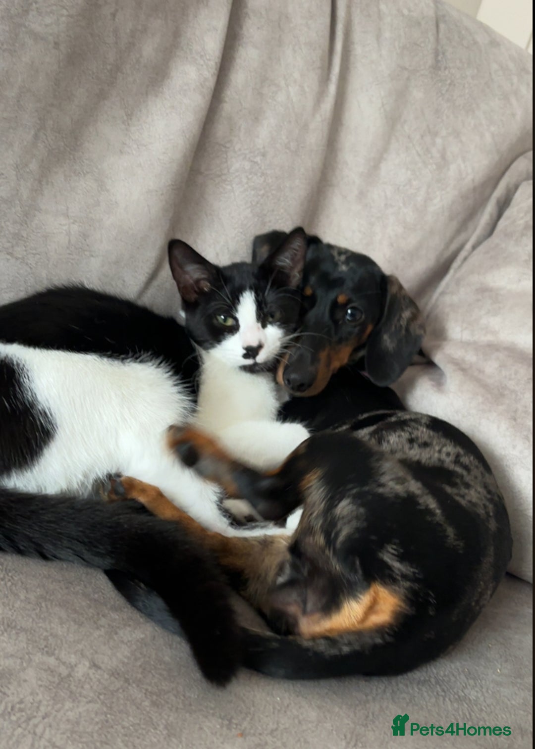 Miniature Dachshund dogs for sale: Rehoming x2 dachshunds  - Advert 6