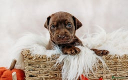 Mixed Breed dogs for sale: Final 2  puppies sharpei x show cocker   - Image 3