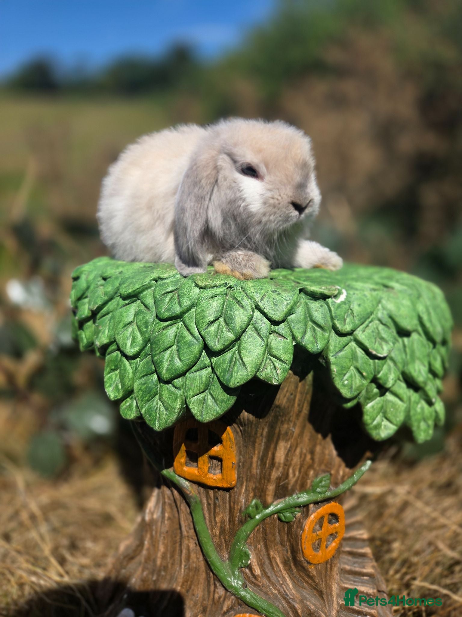 Mini Lop rabbits Pure bred mini lop bunnies - Advert 1