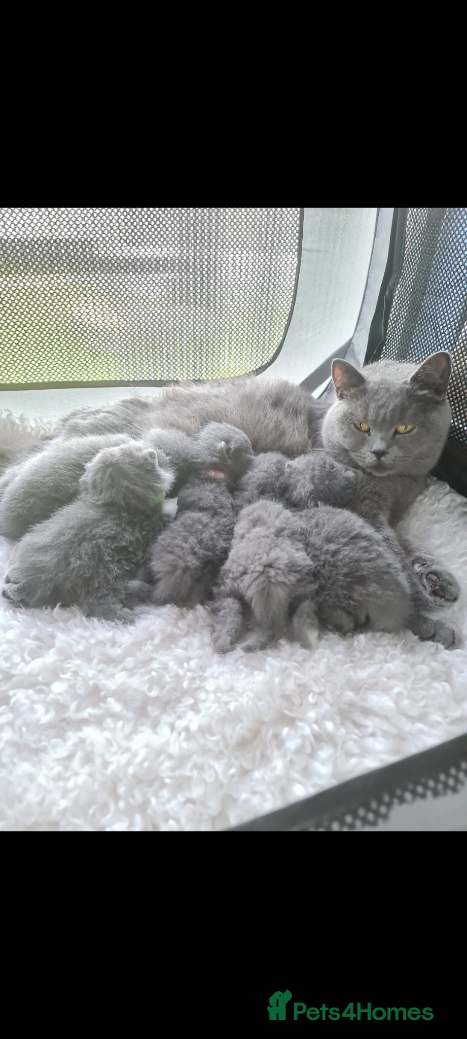 British Shorthair cats British shorthair kittens  - Advert 4