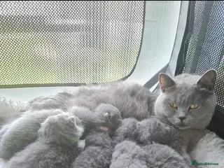 British Shorthair cats British shorthair kittens - Advert 2