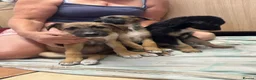 Mixed Breed dogs for sale: Lurcher puppies GSD x saluki ready now  - Advert 4