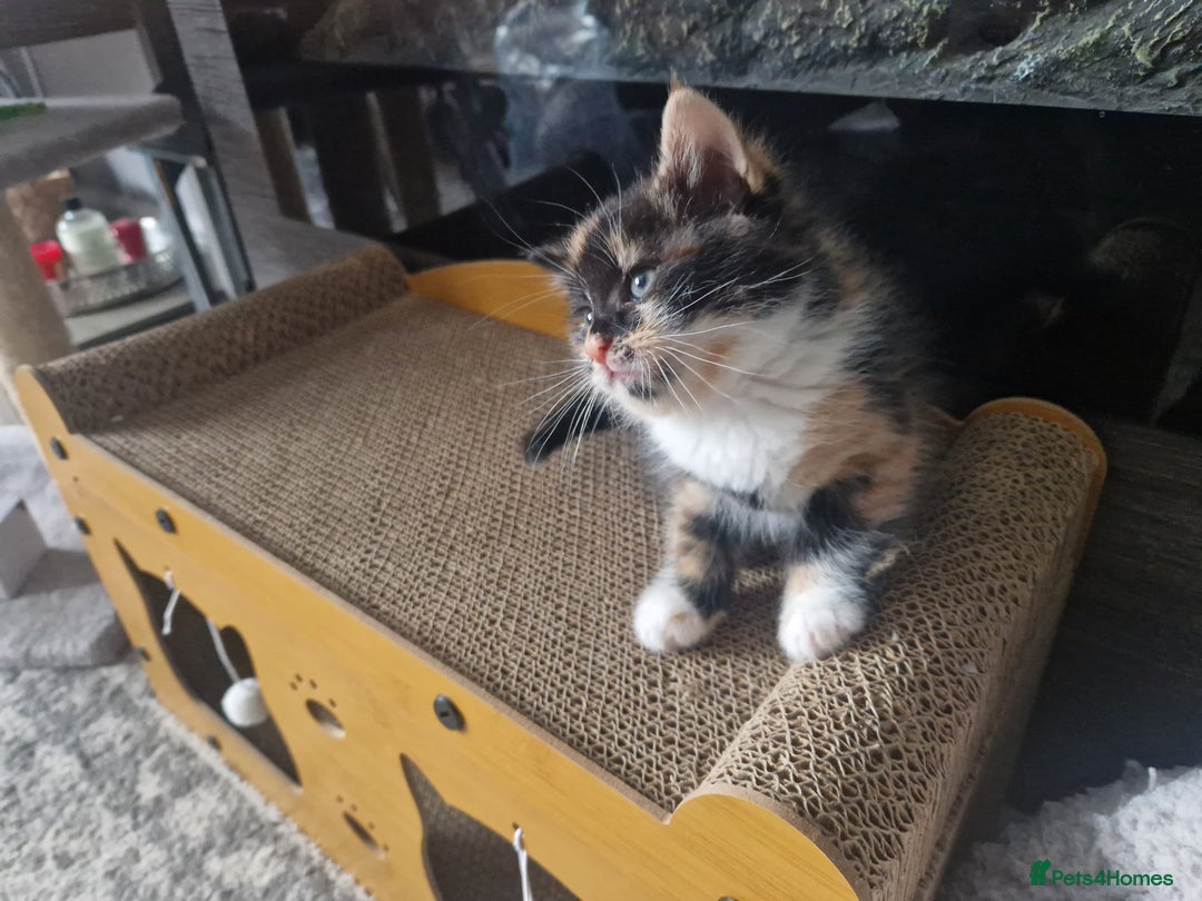 Mixed Breed cats for sale: 5 beautiful kittens 4 female 1 male - Image 21