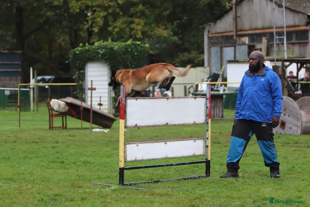 Belgian Shepherd Dog dogs for sale: Belgian Malinois is due before 5th of January - Advert 23