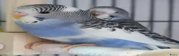 Budgerigars birds for sale: Outstanding pet baby budgies priced from £40 - Advert 19