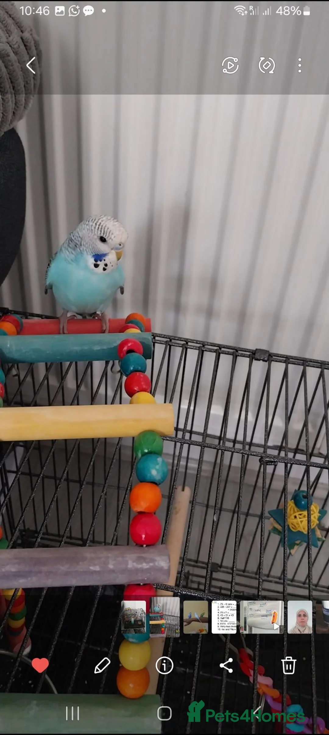 Budgerigars birds for sale: Budgie & Cage in Birmingham - Advert 2