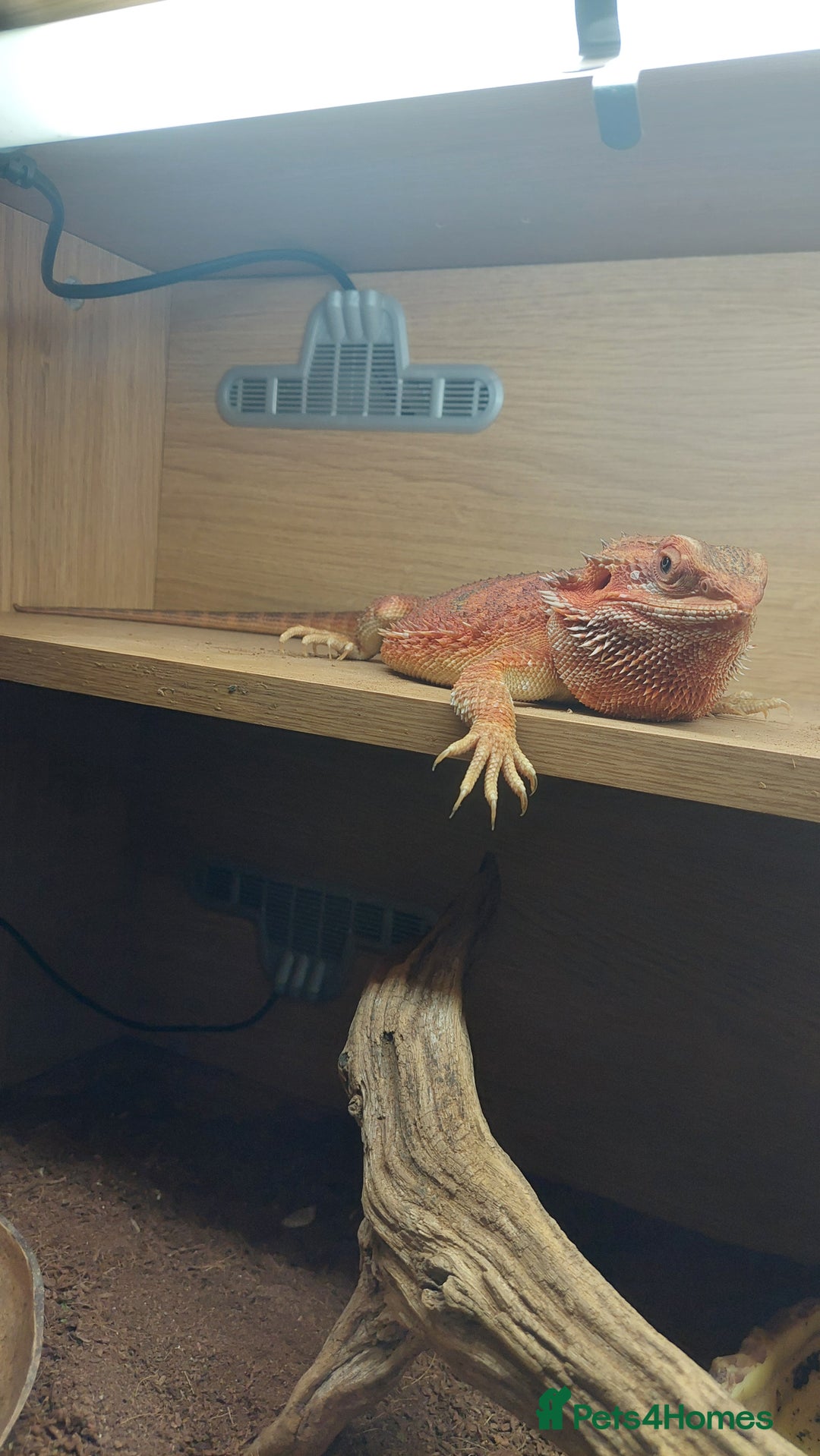 Dragon reptiles for sale: Bearded dragon with viv - Advert 2