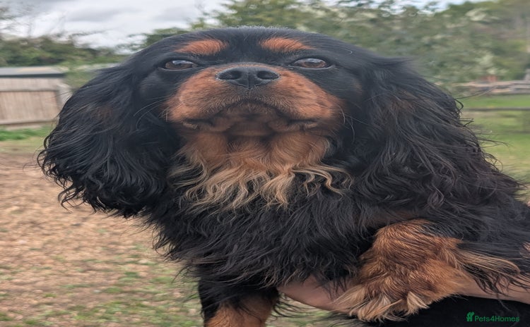 Cavalier King Charles Spaniel dogs - Advert 3
