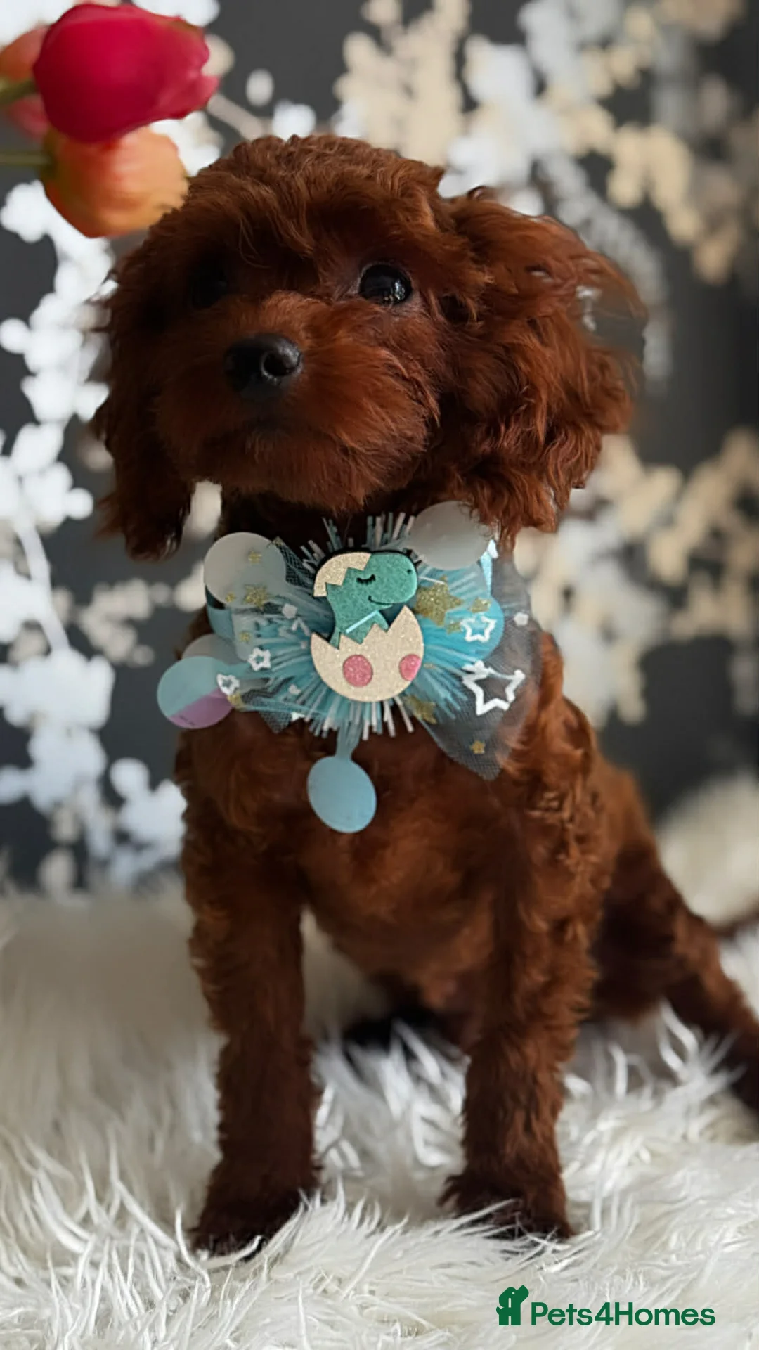 Toy Poodle dogs for sale: Adorable red Asian Toy Poodle  - Advert 2