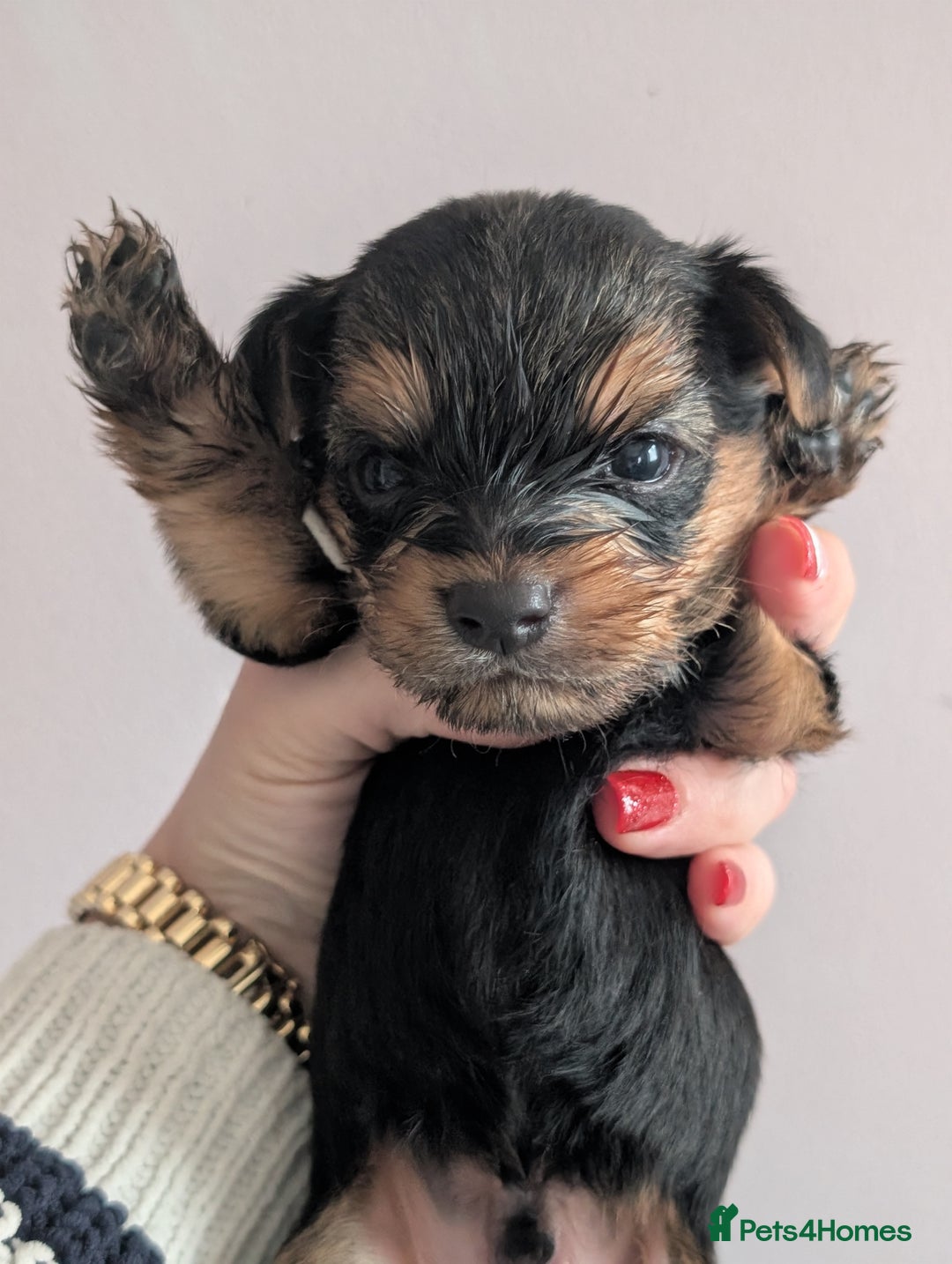 Yorkshire Terrier dogs for sale: Pedigree Yorkshire Terrier pups for sale - Advert 5