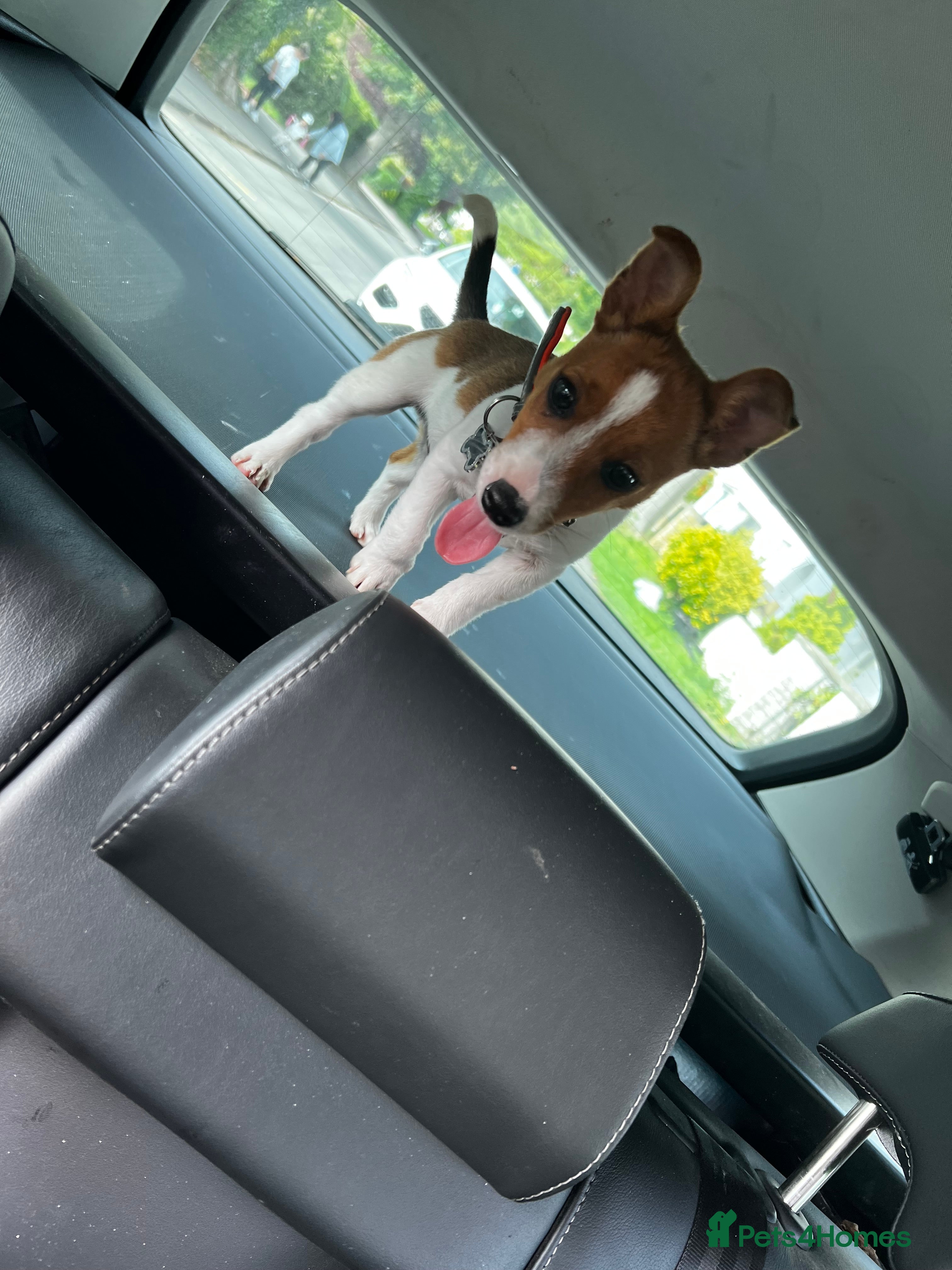 Mixed Breed dogs For sale 6 Months old Jack Russell  - Advert 1