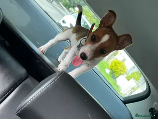 Mixed Breed dogs For sale 6 Months old Jack Russell - Advert 7