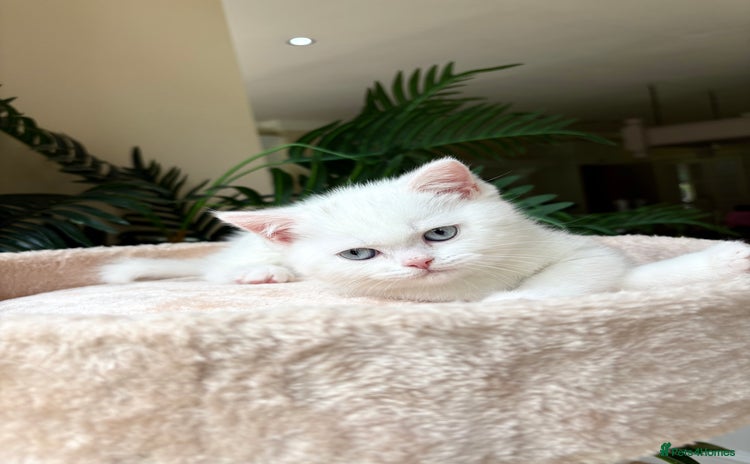 Persian cats - Advert 5