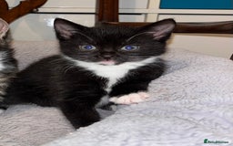 Mixed Breed cats for sale: Kitten: full of fun black & white male kitten - Image 1