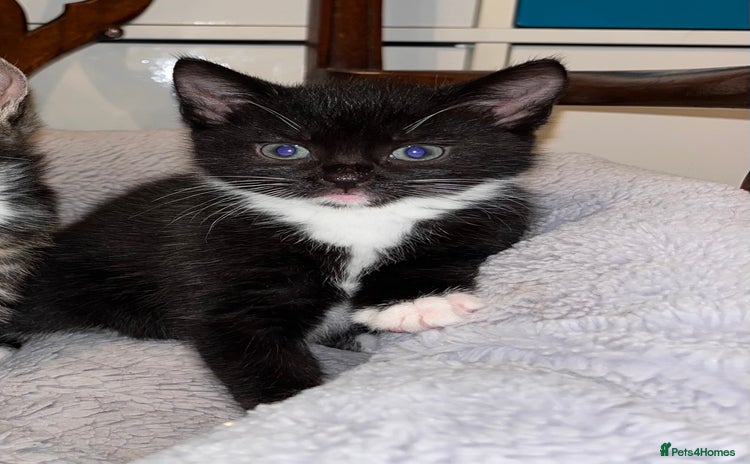 Mixed Breed cats - Advert 1