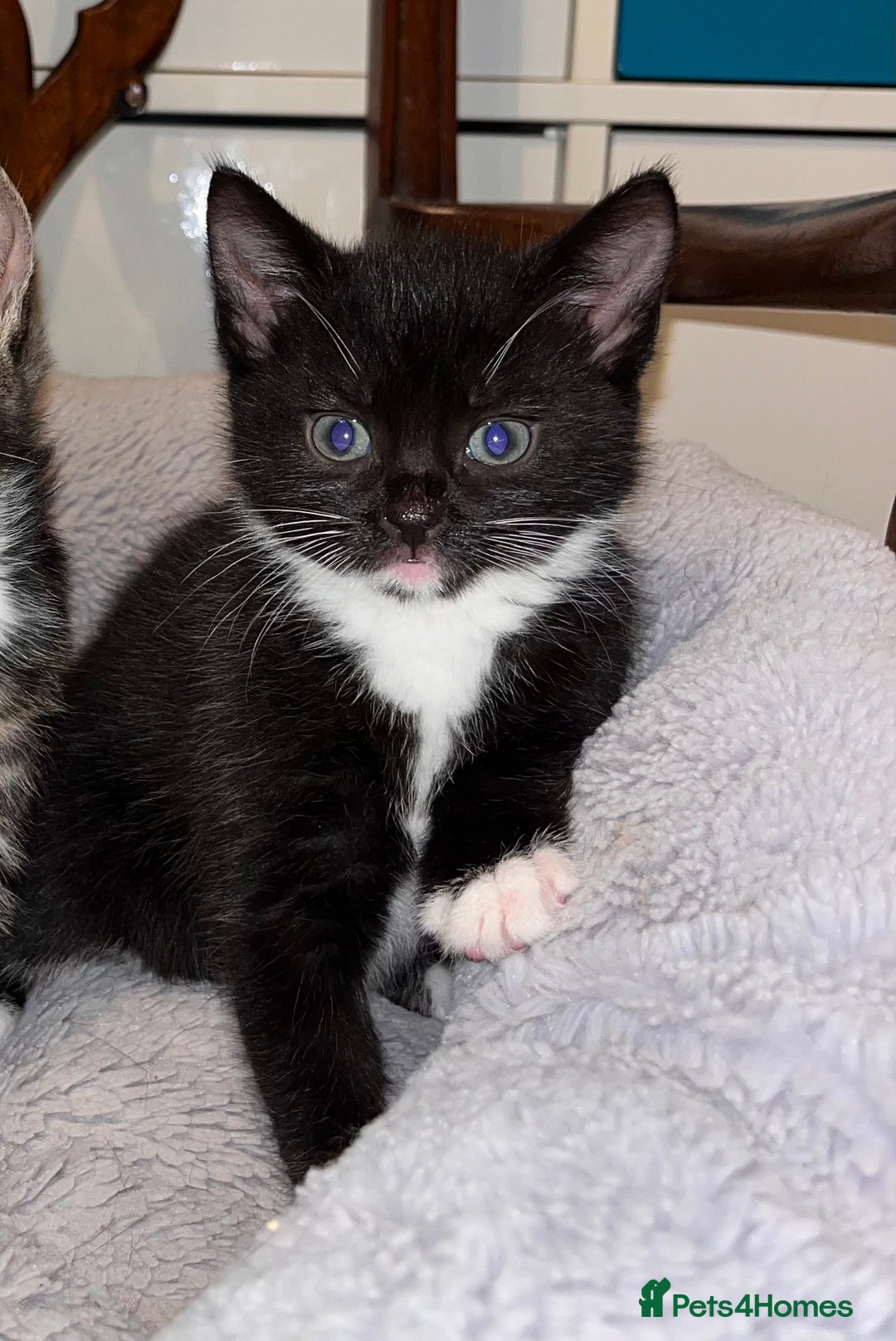 Mixed Breed cats for sale: Kitten: full of fun black & white male kitten - Image 1