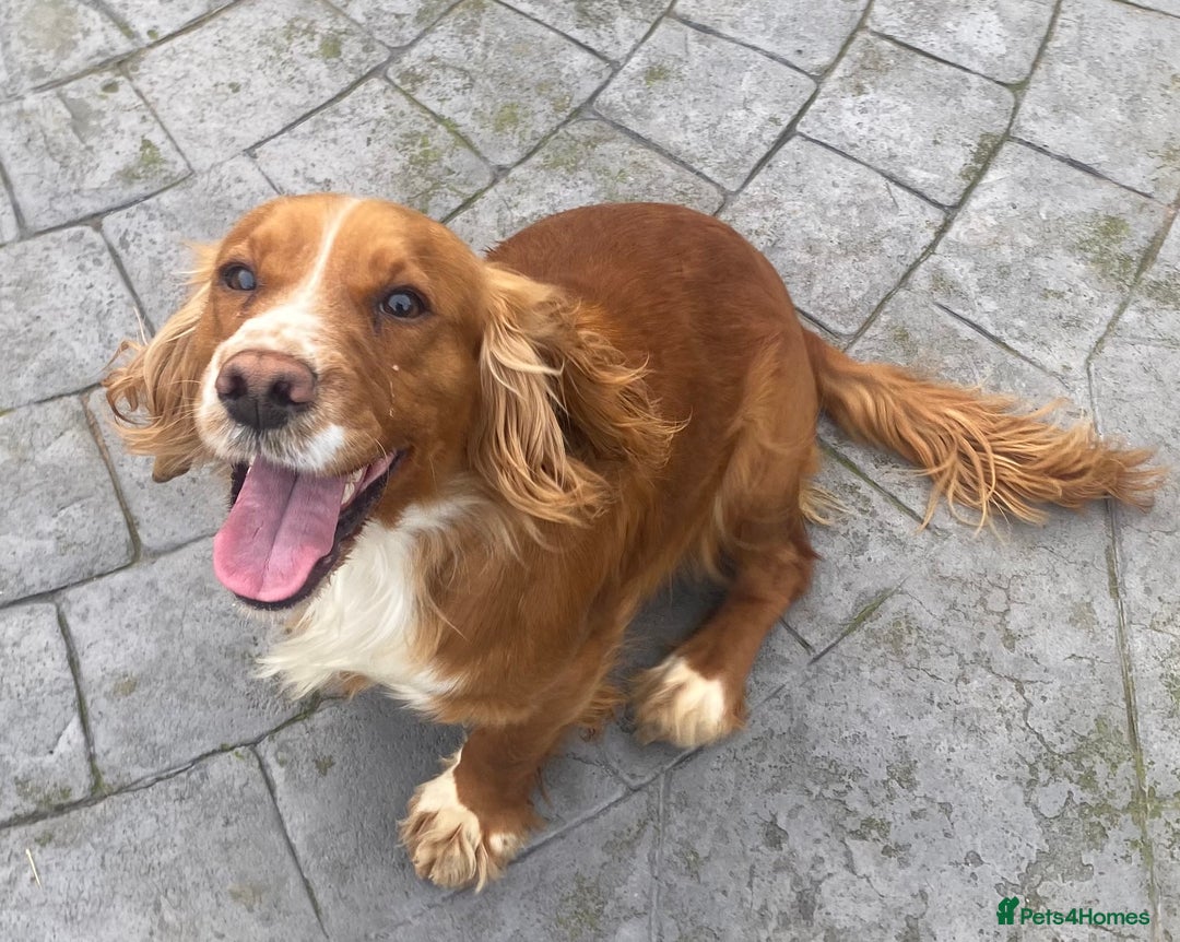 Cockapoo dogs for sale: 7 Cockapoo F1 class Fox red puppies - Advert 11