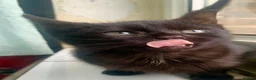 Mixed Breed cats for sale: Urgent: Kittens looking for a forever home - Advert 4