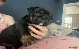 English Bulldog dogs for sale: Last boy left REDUCED  - Image 14