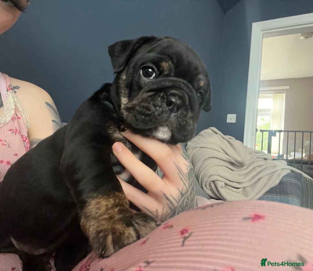 English Bulldog dogs for sale: Last boy left REDUCED  - Image 14