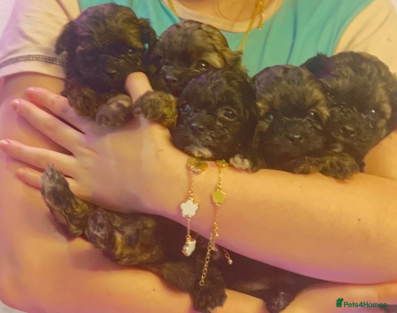 Shihpoo dogs Toy ShiPoo puppies,Very rare colours - Advert 4