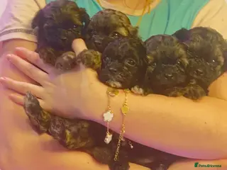 Shihpoo dogs Toy ShiPoo puppies,Very rare colours - Advert 4