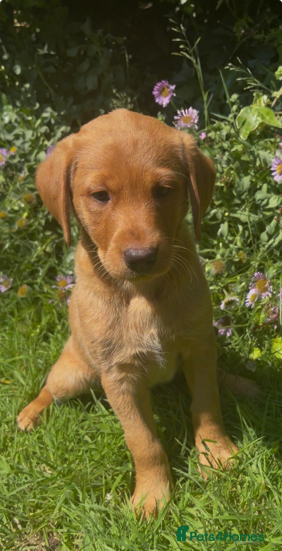 Labrador Retriever dogs Dark Fox Red Working Labrador Pups – KC Registered - Advert 2