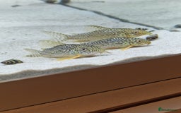 Angelfish fish for sale: Angel fish  - Image 6