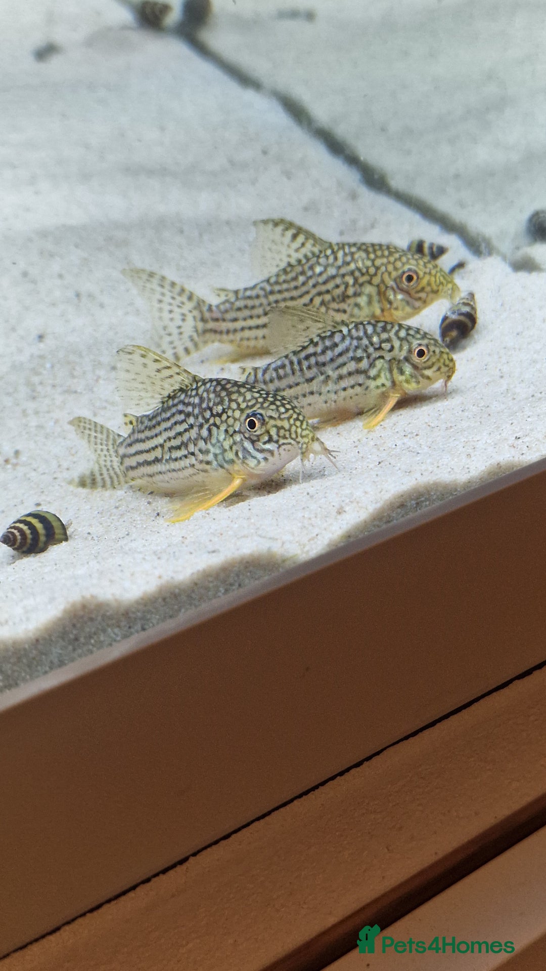 Angelfish fish for sale: Angel fish  - Image 6